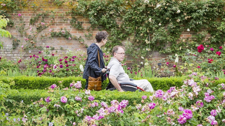 Woman is pushing a man in a wheelchair through the walled rose garden looking at the bloom pink roses